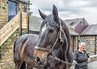 Police Horse Burngraeve at the  South Yorkshire Police Stables, Cudworth, Barnsley.jpg